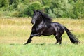 Majestic black horse galloping across the field