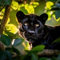 Majestic Black Jaguar in Enchanting Rainforest