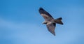 Majestic black kite glides through the azure sky