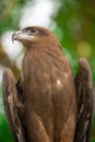 Majestic black kite posing