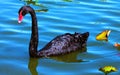 A stunning black Mute Swan swimming gracefully on a Florida lake. Royalty Free Stock Photo