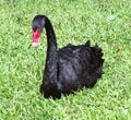 A stunning black Mute Swan resting on the shore of a Florida lake. Royalty Free Stock Photo