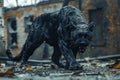 Majestic Black Panther Prowling in Rainy Urban Environment, Intense Gaze, Wild Predator in City Ruins Royalty Free Stock Photo