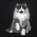 Majestic black smoke British Longhair cat kitten, Isolated on black background.