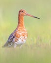 Majestic Black-tailed Godwit wader bird looking in the camera