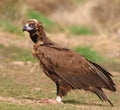 The majestic black vulture Royalty Free Stock Photo