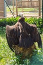 Majestic black vulture perched atop a sturdy tree stump with its wings outstretched Royalty Free Stock Photo