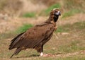 The majestic black vulture Royalty Free Stock Photo