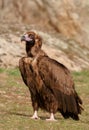 The majestic black vulture Royalty Free Stock Photo