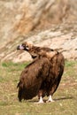 The majestic black vulture Royalty Free Stock Photo