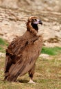 The majestic black vulture Royalty Free Stock Photo