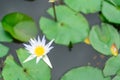 Majestic blooming lotus steals the show at peaceful pond