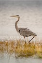 The Majestic Blue Heron