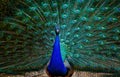Majestic blue peacock is displaying its beautiful feathers in all their glory