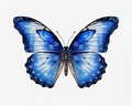 Majestic Blue and White Butterfly Gracefully Spreads its Wings on a Transparent Background, generative AI Royalty Free Stock Photo