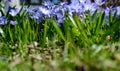 Majestic blue wildflower meadow in summer sunlight Royalty Free Stock Photo