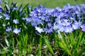 Majestic blue wildflower meadow in summer sunlight Royalty Free Stock Photo