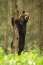 Majestic brown bear climbing on tree in summer forest.