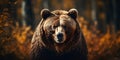 Majestic brown bear in the wild stunning wildlife closeup portrait scene. Concept Wildlife Photography, Bear Portraits, Nature