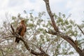 Majestic brown eagle mound perched atop a tree branch Royalty Free Stock Photo