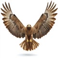 Majestic Brown Eagle Soaring with Wings Spread Wide Isolated on White Background Royalty Free Stock Photo