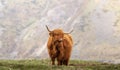 a long horned cow standing on top of a grass covered hill Royalty Free Stock Photo