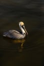 Majestic brown and white pelican leisurely swimming along a tranquil body of water Royalty Free Stock Photo