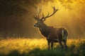 majestic buck standing in field of yellow and green, basking in the warm rays