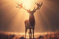 majestic buck stands with his head turned to the sun, sunlight illuminating his antlers