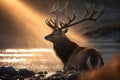 majestic buck with the warm rays of the sun shining through his antlers