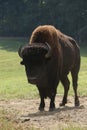 The majestic buffalo