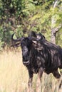 Majestic buffalo stands in a lush meadow surrounded by tall trees