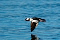 Majestic bufflehead bird soaring majestically over a tranquil body of water Royalty Free Stock Photo