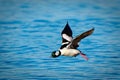 Majestic bufflehead bird soaring majestically over a tranquil body of water Royalty Free Stock Photo