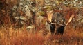 Majestic Bull Moose - Front View - Eating Willow Royalty Free Stock Photo