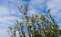 Majestic California matilija poppy flower reaching for the blue sky Royalty Free Stock Photo