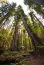 Majestic California redwoods Royalty Free Stock Photo