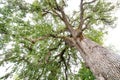 Majestic Californian valley oak or roble tree, estimated 500 years old