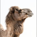 Majestic Camel Profile Portrait Royalty Free Stock Photo