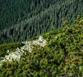 Majestic Carpathian mountains range. A view of the forested slopes of the mountains with evergreen conifers. Sunny day with blue Royalty Free Stock Photo