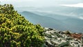 Majestic Carpathian mountains range. A view of the forested slopes of the mountains with evergreen conifers. Sunny day with blue Royalty Free Stock Photo