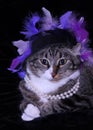 Majestic Cat in purple feather hat and pearls Royalty Free Stock Photo