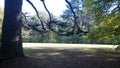 Majestic cedar of Lebanon in a park in Touraine Royalty Free Stock Photo