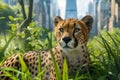 Majestic Cheetah Resting in Lush Greenery with Modern City Skyline in the Background, Wildlife and Urban Contrast