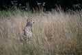 Majestic cheetah stands in tall, golden grass, its gaze cast across the horizon Royalty Free Stock Photo