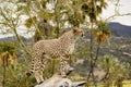 Majestic cheetah stands on a tree branch looking into the distance for prey and predators. Royalty Free Stock Photo
