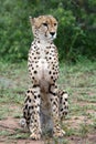Majestic Cheetah staring into the distance