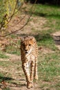 Majestic cheetah strides along a dirt pathway, surrounded by lush green grass Royalty Free Stock Photo