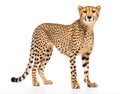 Majestic Cheetah in Striking Pose Royalty Free Stock Photo