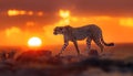 Majestic Cheetah at Sunset: Graceful cheetah walks across rocky terrain against stunning sunset backdrop. Warm hues of sky